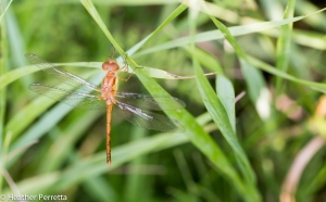 20140730Dragonfly-sp?-02